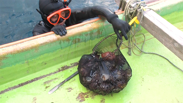 魚が食べたい！＃２０７　島根県松江市野井漁港<br>（サザエ、アオリイカ、アイゴ）