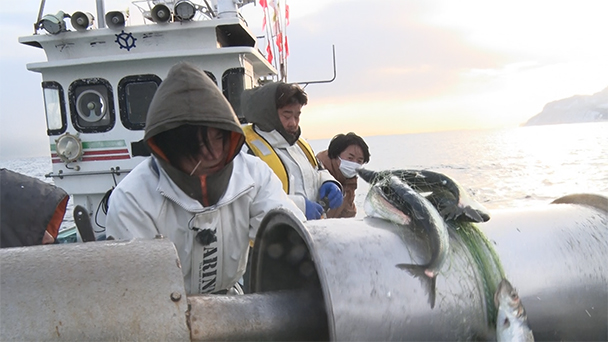 魚が食べたい！＃２１３　春到来！春の絶品魚スペシャル！<br>（ニシン、メバル、サワラ）